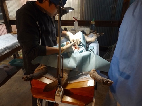 2016年 10月17日千葉県某所中型犬MIX一斉手術報告_a0304512_21541081.jpg