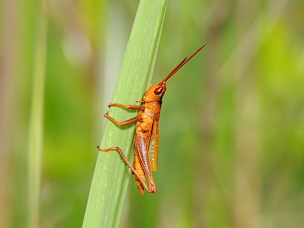 エントモファガ グリリ 一寸の虫にも五分の魂