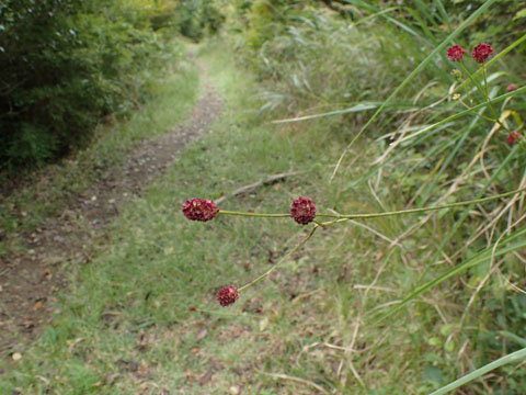 e0293913_23142141.jpg