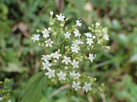 e0293913_23152362.jpg