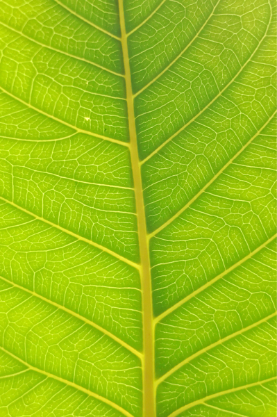 ficus_b0172633_15080551.jpg