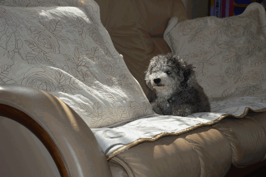 c0136736_19255260.gif