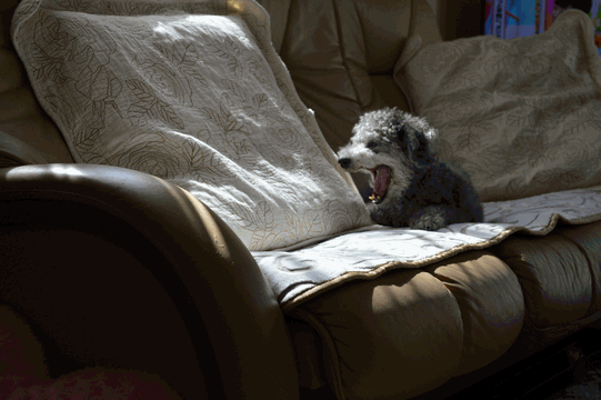 c0136736_19260360.gif