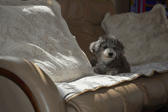 c0136736_19265848.gif