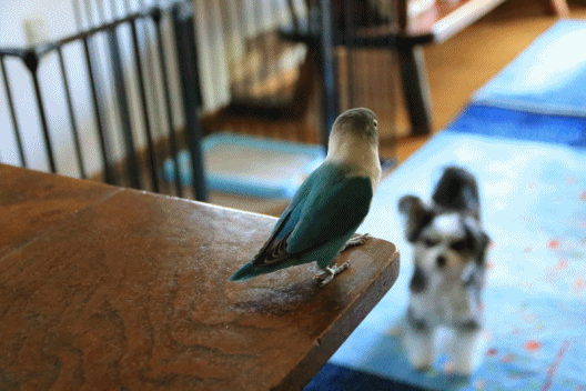 c0145250_11184170.gif