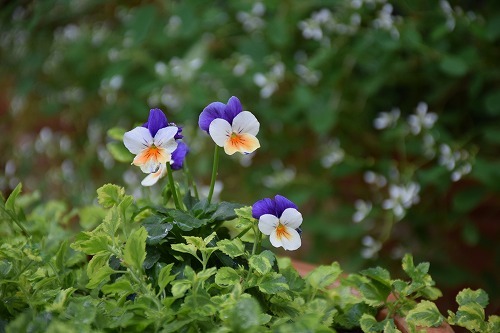 f0343750_20505477.jpg