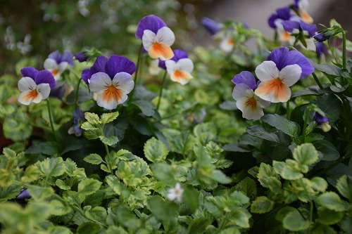 f0343750_20511285.jpg