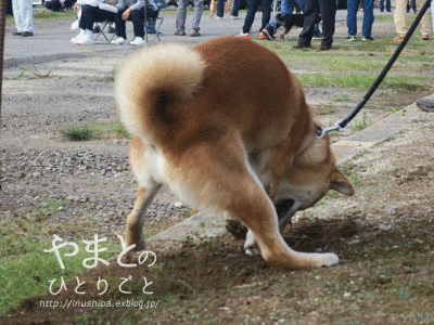 日本犬保存会 愛知支部展覧会 Yamatoのひとりごと 日本犬保存会 愛知支部展覧会 Yamatoのひとりごと
