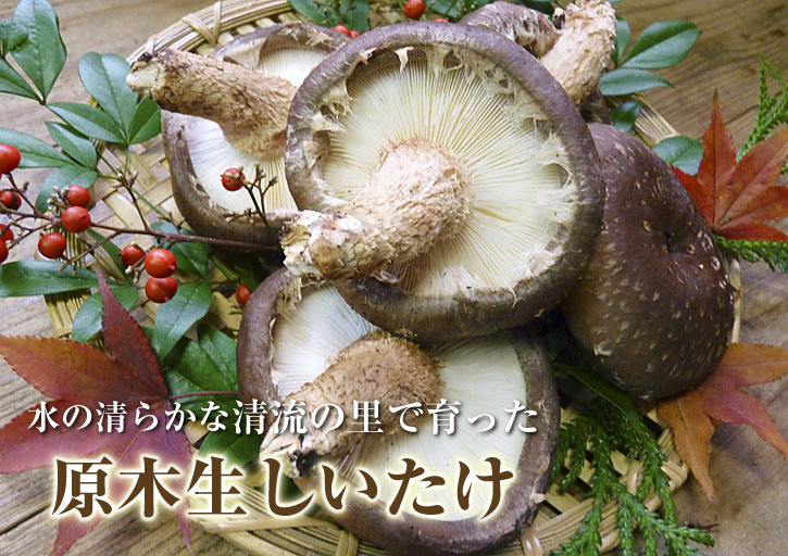 原木しいたけ 平成28年度も11月上旬からの出荷にむけて現在の栽培地の様子と2年間の栽培記録(後編)_a0254656_16512060.jpg