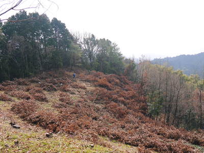 原木しいたけ 平成28年度も11月上旬からの出荷にむけて現在の栽培地の様子と2年間の栽培記録(後編)_a0254656_17185037.jpg