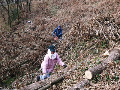 原木しいたけ 平成28年度も11月上旬からの出荷にむけて現在の栽培地の様子と2年間の栽培記録(後編)_a0254656_17403027.jpg