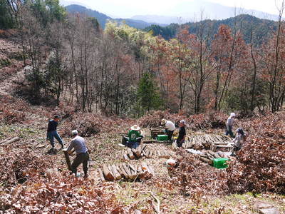 原木しいたけ 平成28年度も11月上旬からの出荷にむけて現在の栽培地の様子と2年間の栽培記録(後編)_a0254656_17565250.jpg