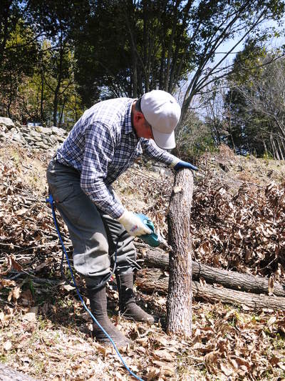 原木しいたけ 平成28年度も11月上旬からの出荷にむけて現在の栽培地の様子と2年間の栽培記録(後編)_a0254656_1805494.jpg
