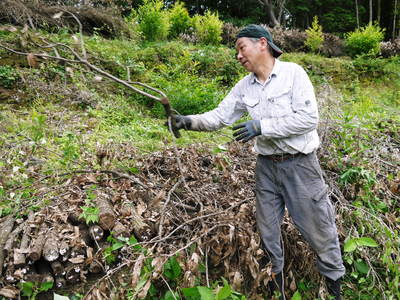 原木しいたけ 平成28年度も11月上旬からの出荷にむけて現在の栽培地の様子と2年間の栽培記録(後編)_a0254656_18431859.jpg