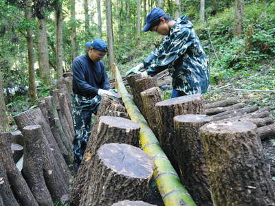 原木しいたけ 平成28年度も11月上旬からの出荷にむけて現在の栽培地の様子と2年間の栽培記録(後編)_a0254656_191178.jpg