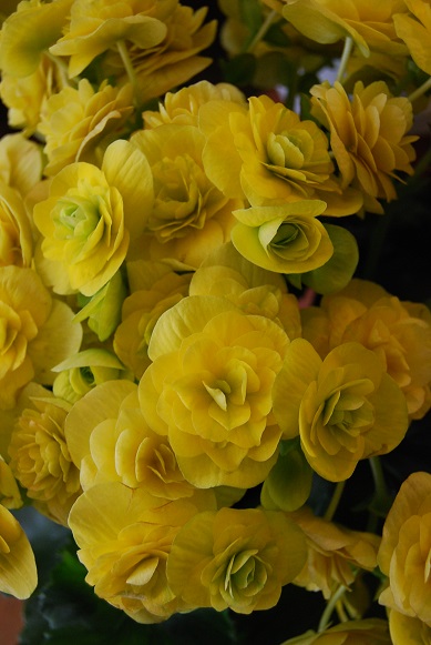 a0201358_14112838.jpg