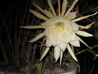 a0093965_9201996.jpg