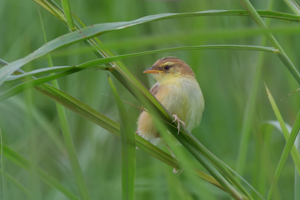 セッカ幼鳥_f0053272_23574422.jpg
