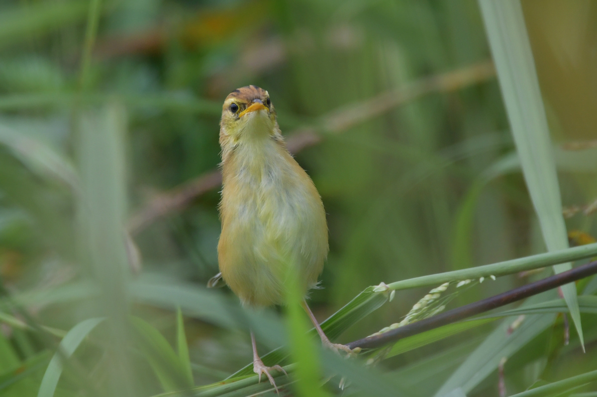 セッカ幼鳥_f0053272_23595015.jpg
