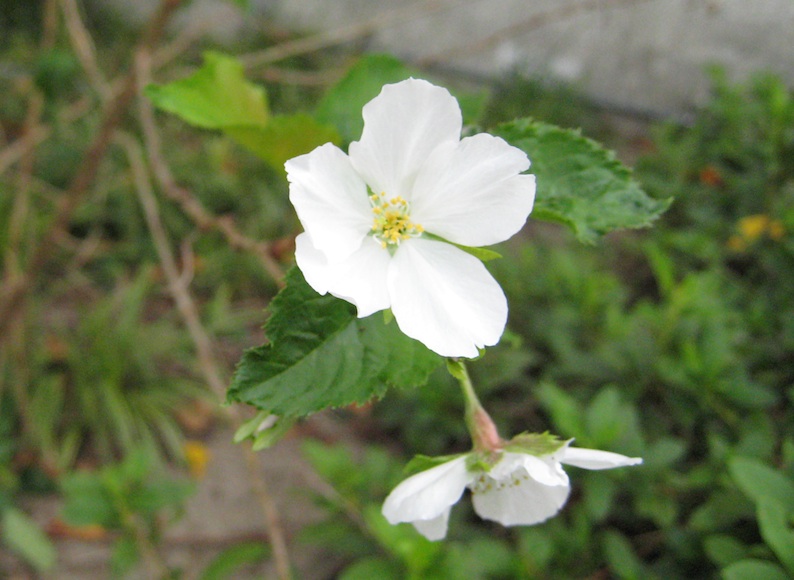 b0057679_914589.jpg