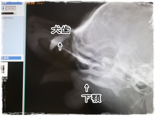 ぱくちいちゃん　避妊手術を受ける。_f0207979_0501.jpg