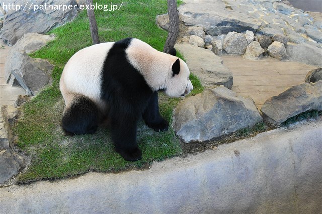 ２０１６年１０月　白浜パンダ見隊　その２_a0052986_743145.jpg