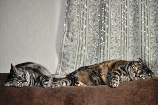 猫って薄目を開けて寝るよね たまに Will