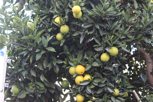 e0094102_9492798.jpg