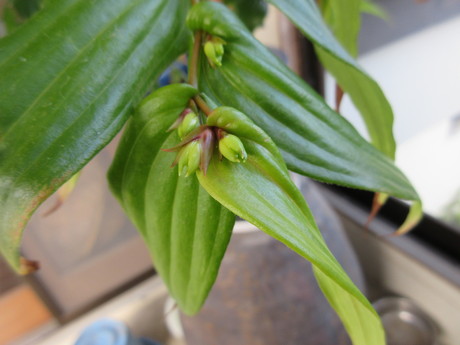 玉葱を植える・花苗を植える・白鳥飛来_a0203003_20254943.jpg