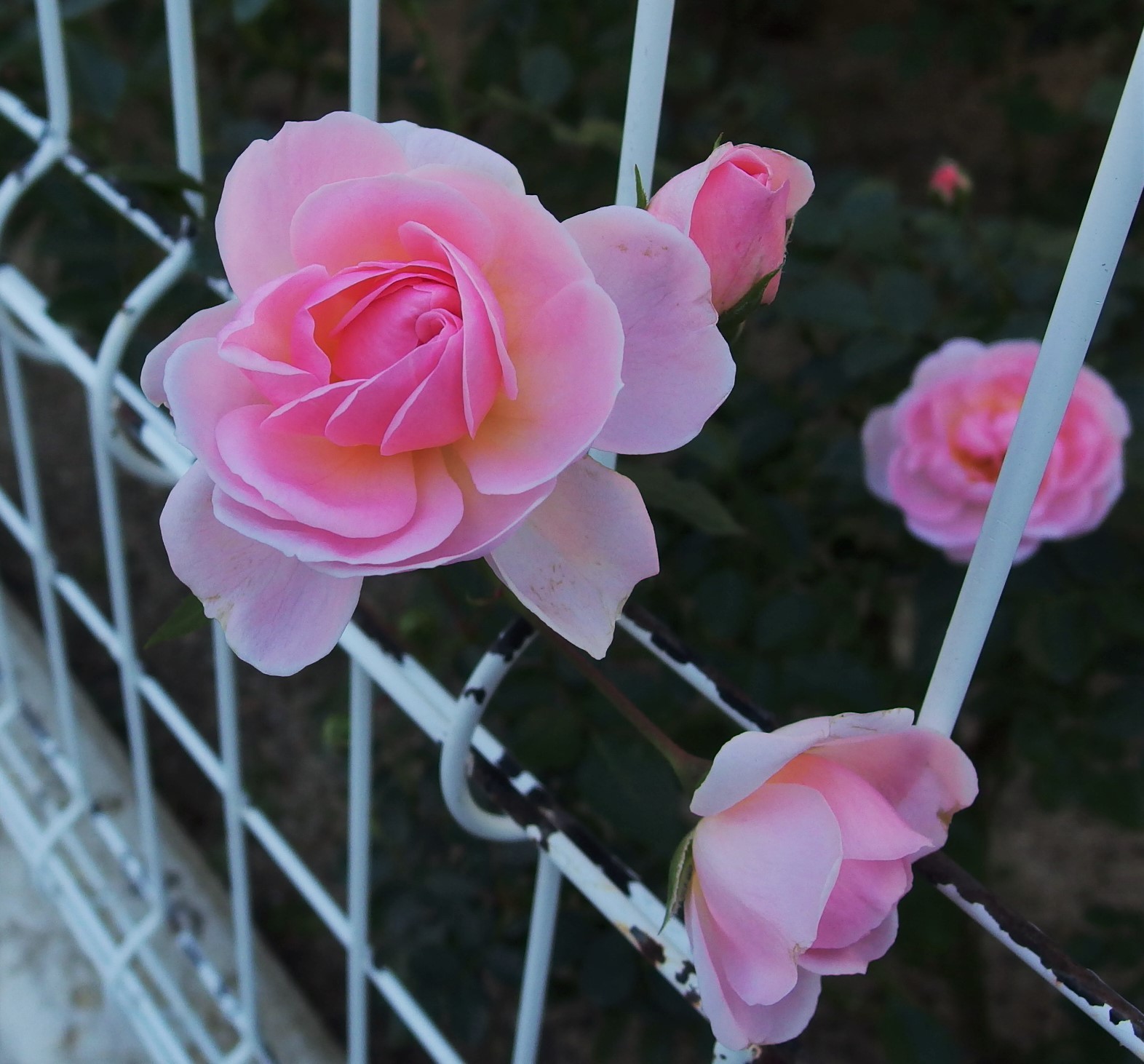 可愛さ増すラブリー メイアン 10月下旬 小さな庭でバラさんたちと