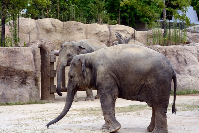 2016.8.13 東山動物園　ナイトZOO　昼間の部その１_f0373905_1043967.jpg