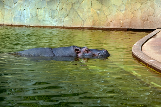 2016.8.13 東山動物園　ナイトZOO　昼間の部その１_f0373905_10562316.jpg