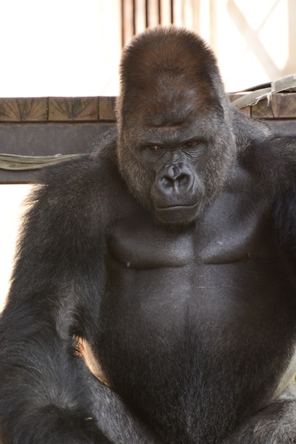 2016.8.13 東山動物園　ナイトZOO　昼間の部その２_f0373905_14544833.jpg