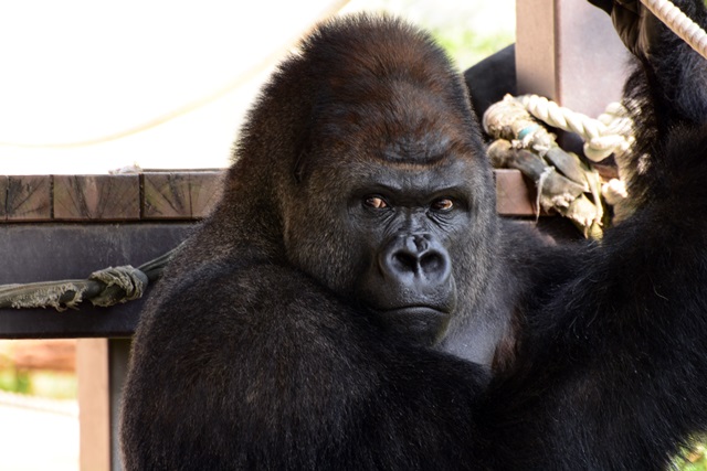 2016.8.13 東山動物園　ナイトZOO　昼間の部その２_f0373905_14571685.jpg