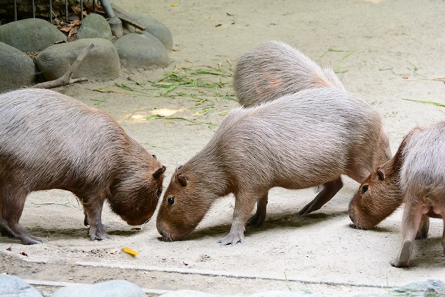 2016.8.13 東山動物園　ナイトZOO　昼間の部その２_f0373905_15102526.jpg