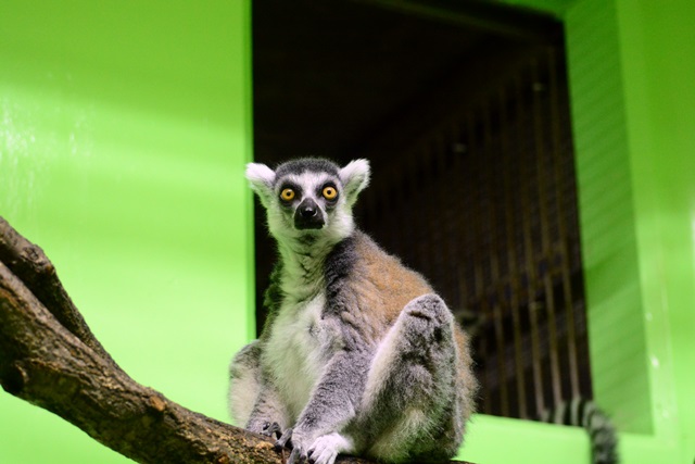 2016.8.13 東山動物園　ナイトZOO　昼間の部その２_f0373905_15211463.jpg