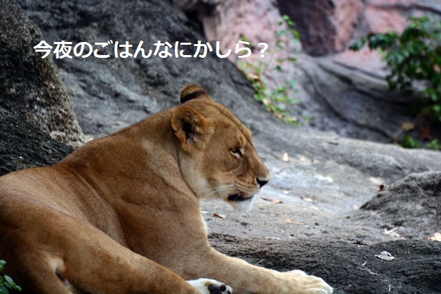 2016.8.13 東山動物園　ナイトZOO　番外編　ライオンのつぶやき_f0373905_1529114.jpg