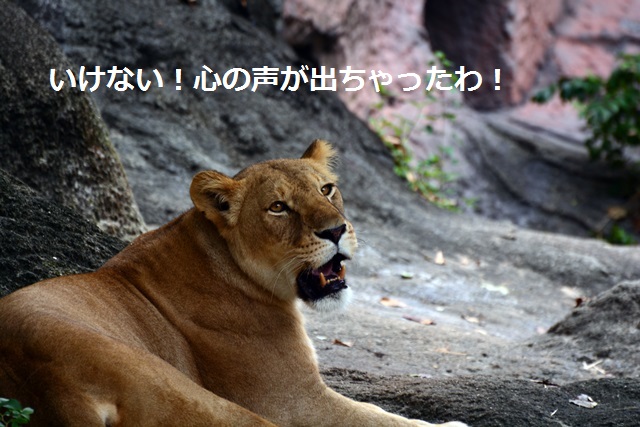 2016.8.13 東山動物園　ナイトZOO　番外編　ライオンのつぶやき_f0373905_1529174.jpg