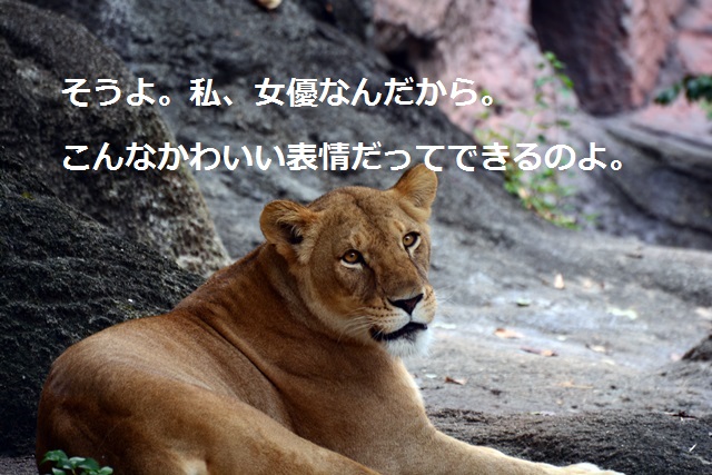 2016.8.13 東山動物園　ナイトZOO　番外編　ライオンのつぶやき_f0373905_15292977.jpg