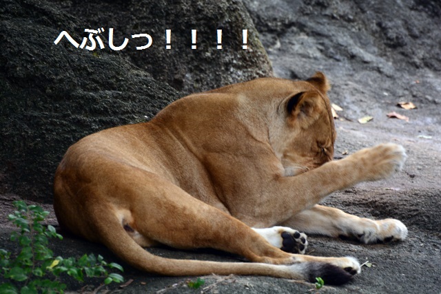 2016.8.13 東山動物園　ナイトZOO　番外編　ライオンのつぶやき_f0373905_15294157.jpg