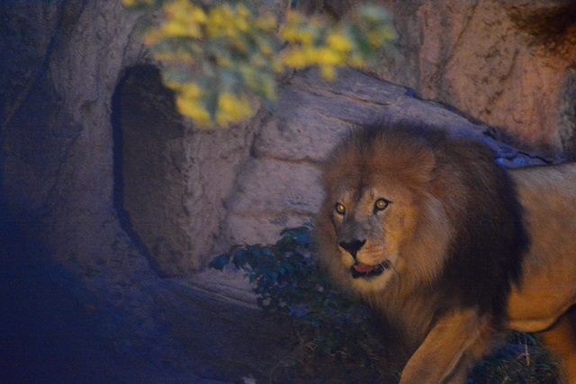 2016.8.13 東山動物園　ナイトZOO　_f0373905_15374968.jpg