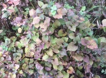 秋の草花と はちうえはぼくにまかせて シンプルライフと日和やの本棚 秋の草花と はちうえはぼくにまかせて シンプルライフと日和やの本棚