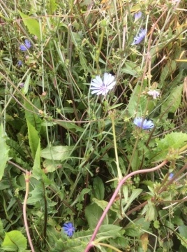 秋の草花と はちうえはぼくにまかせて シンプルライフと日和やの本棚 秋の草花と はちうえはぼくにまかせて シンプルライフと日和やの本棚