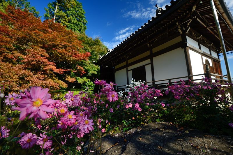 秋明菊＠善峯寺　其の二_f0032011_19010200.jpg