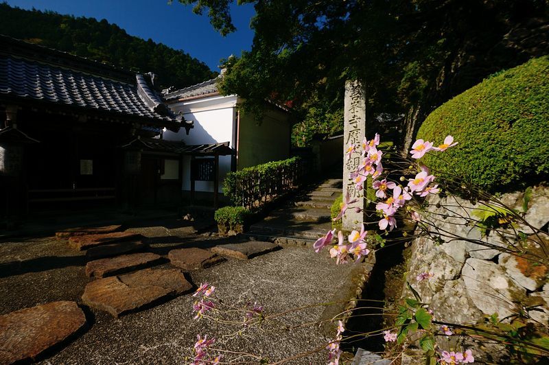 秋明菊＠善峯寺　其の二_f0032011_19010404.jpg