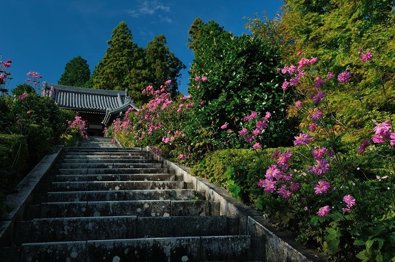 秋明菊＠善峯寺　其の二_f0032011_19040425.jpg