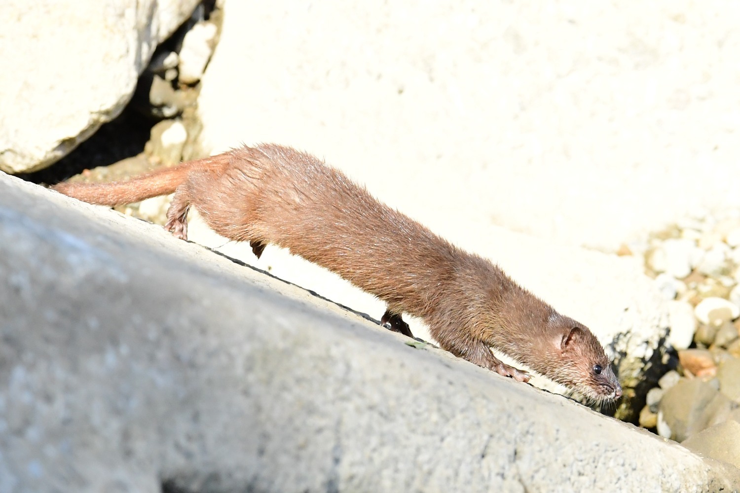 河口のその他の生き物たち_f0133213_20542373.jpg