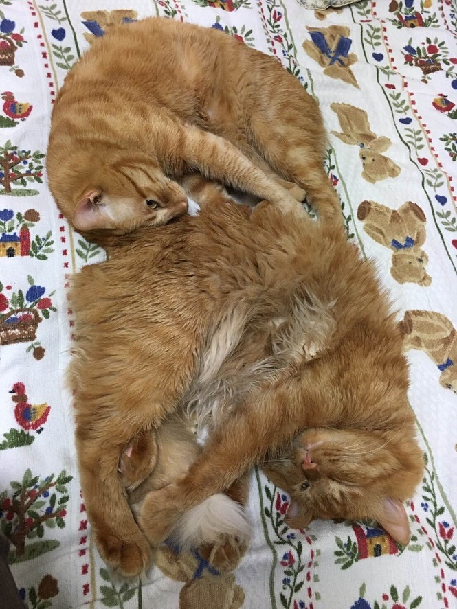 白い洗濯かごにブランケット..._f0354014_15382180.jpg