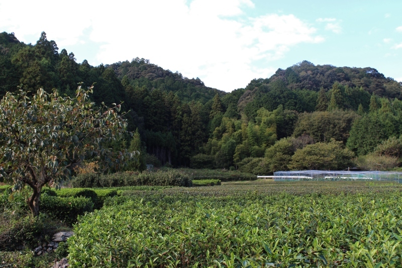 紅茶を追っかけて、額田_b0220318_10320109.jpg
