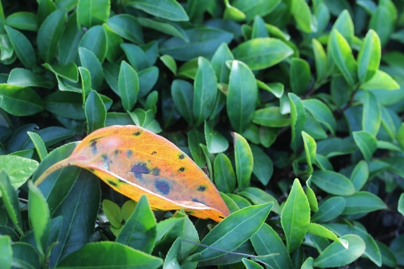 紅茶を追っかけて、額田_b0220318_10385058.jpg